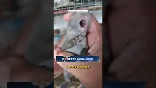 Она ВЫРАСТИЛА НЕИЗВЕСТНЫХ ЖИВОТНЫХ.. Кто ЭТО ОКАЗАЛСЯ?!😳