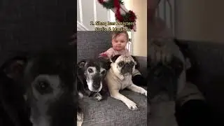 Facts about Shaq…- Shaq The Pug 