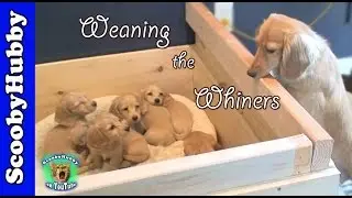 Weaning the Whiners -- Dog Days #21