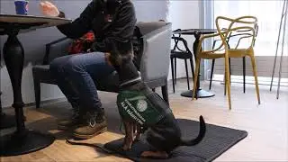 Mikin ääninäyte *kännykkä* || Hearing Dog