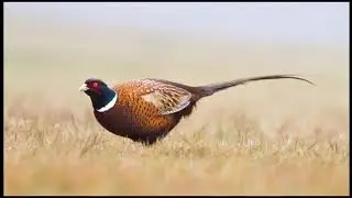 Most Unique Birds in the World Planet