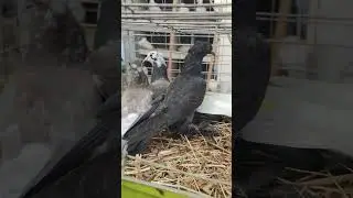 первые птенцы