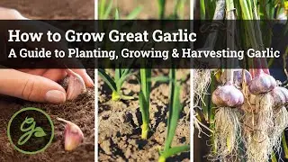 How to Grow Great Garlic: A Guide to Planting, Growing & Harvesting Garlic
