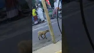 অবশেষে কাকুও খেপেগেছেন,