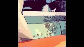 Study with cats - study with me - 1 hour pomodoro.