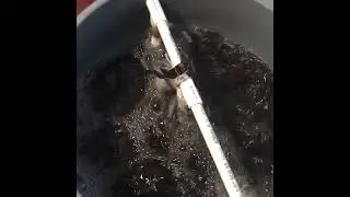 compost tea