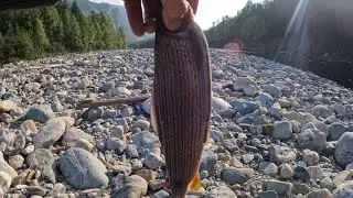 Огонь 🔥 рыбалка. Здоровенный хариус.