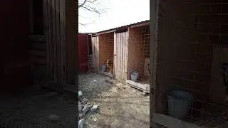 Наши любимые собачки   