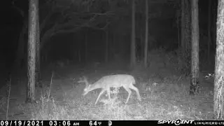 My Florida Public Land Gear SetUP- XOP ambush