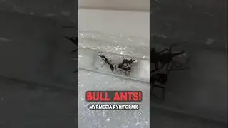 A Package of Bull Ants!