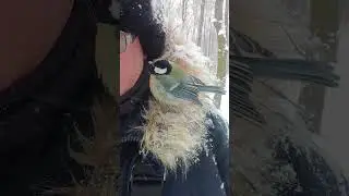 Я понравился синице / Titmouse liked me
