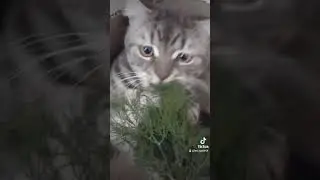 🐈 Сними меня как я травку жую..  Смешное короткое  видео с котами.