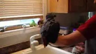 Auggie's Epic Bath