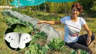 Salva i tuoi CAVOLI. ATTENTO alla CAVOLAIA! 🐛