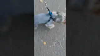 эти милые животные 