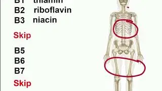 B Vitamins easiest way to remember them! Mnemonics!!