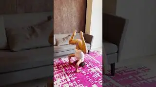 Yoga Headstand | Chebyjane #shorts #yoga #stretching