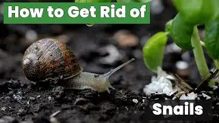 How to Get Rid of Snails Easily with Simple Home Remedies & Proven Tips That Work!