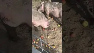 Pigs Love Apples🐷 #raisingpigs #pigs #homestead