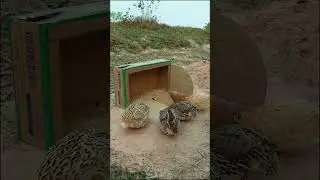 Wonderful underground quail trap #shorts
