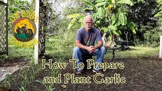 How To Prepare and Plant Garlic