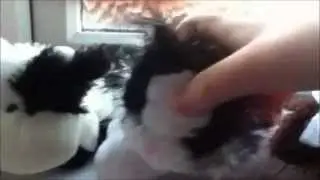 ωєвкιηz ρσσℓ ραяту!