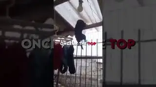 Mission Impossible: Dog Edition 😲