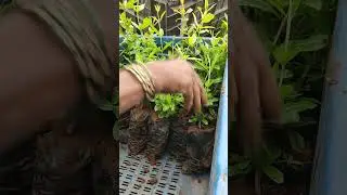 pomegranate nursery in Karnataka 7892742324