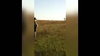 Quail hunting with a Kurzhaar