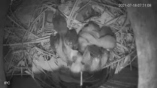 Acridotheres Tristis baby bird Part 02 - other throws out an immature baby - Loại bỏ con yếu ớt.