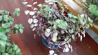 Моя каллизия репенс зимой.