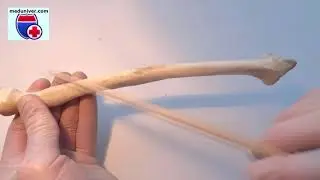Anatomy of the radius (bone) - meduniver.com