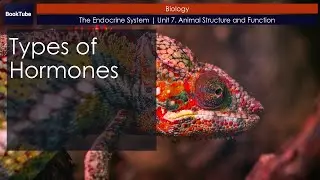 Types of Hormones | The Endocrine System | Unit 7. Animal Structure and Function