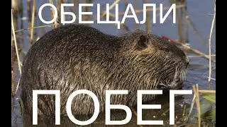 НУТРИИ на ВОЛЕ!