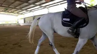 Belcam Agastini Dressage training