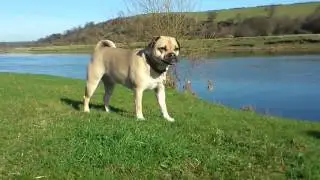 Jug Dog