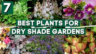 Dry Shade? NO PROBLEM! 7 Tough Perennials That Grow in Dry Shade 🌞🌿