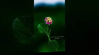 nature photography and editing lover 