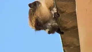 Baboon Gang (wildlife documentary)