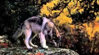 megreli.3.ostorojno.megreli.WMV