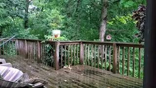 TREE HOUSE VIBE: Relaxing Gentle Thunderstorm on A Warm Indiana Evening.