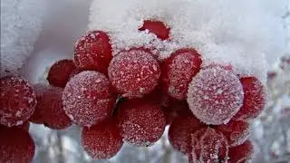 Послушайте душевную песню Гроздья калины