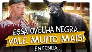 UMA OVELHA GIGANTE MUITO VALIOSA! | RICHARD RASMUSSEN