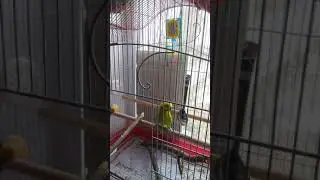 Для волнистого попугая игрушка