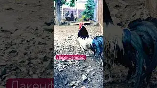 Наш тгк: darindvor2