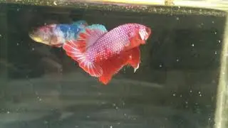 Betta fancy /cupang fancy