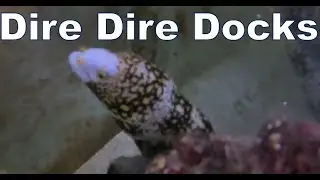 Dire Dire Docks Eel & Friends