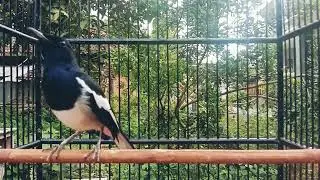 kacer lantang panggil lawan langsung gacir