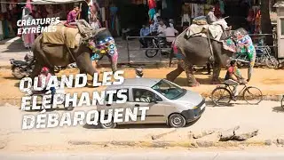 Panique ! Un éléphant attaque