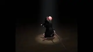 Крыса/мышь танцует оригинальная версия 1 час. Mouse/rat danse original version 1 hour.